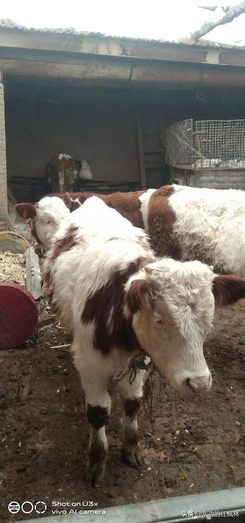 国产牛牛,探寻中国牛肉产业的崛起之路